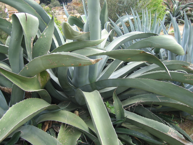 agave_americana