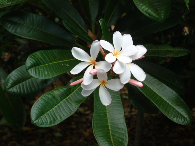 plumeria_obtusa