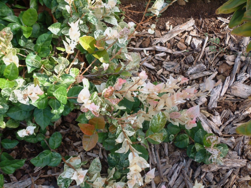 trachelospermum_asiaticum