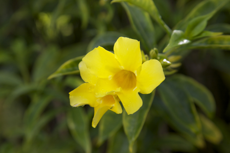 allamanda_cathartica-2