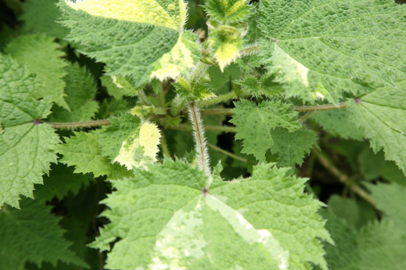 urtica3