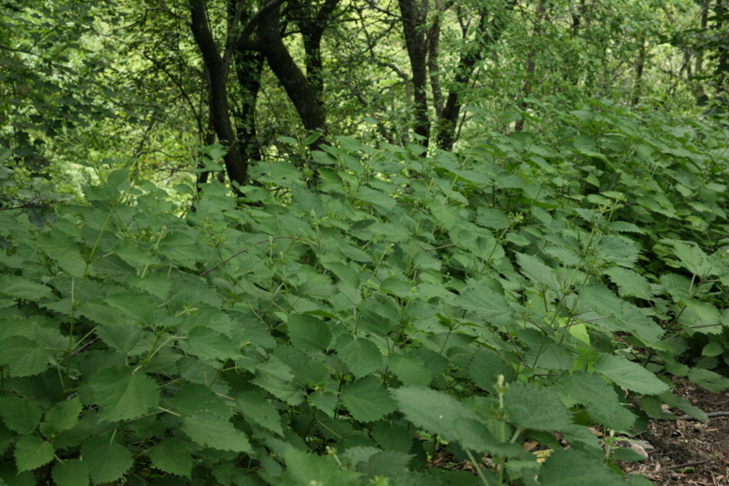 urtica5