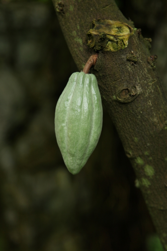 theobroma_cacao_fruit