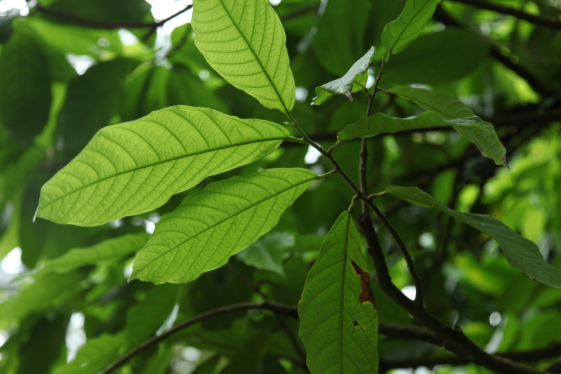 theobroma_cacao_leaf