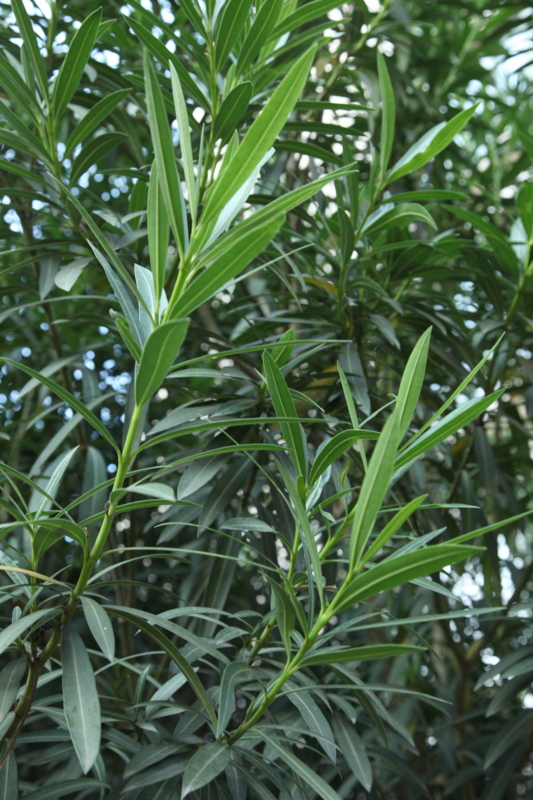 nerium-leaf