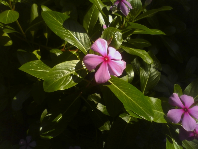 catharanthus_roseus