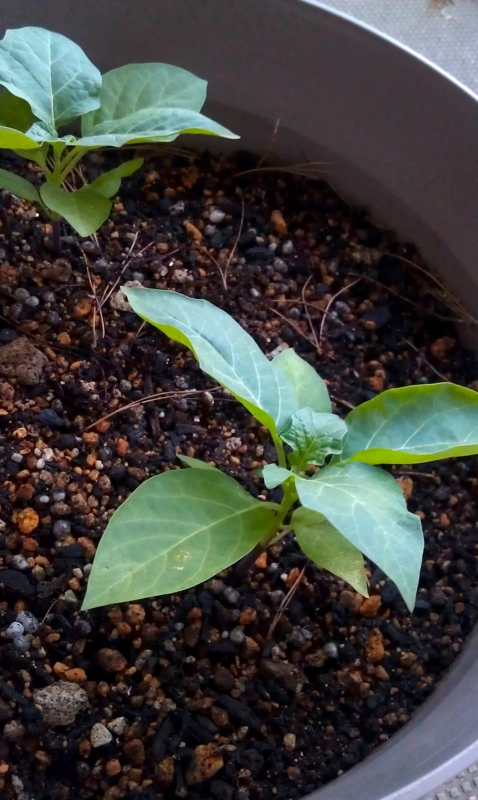 d.metel-sprout-1