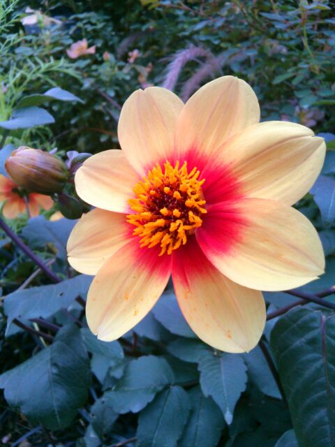 f:id:nonamed:20141024114742j:plain f:id:nonamed:20141024114742j:plain