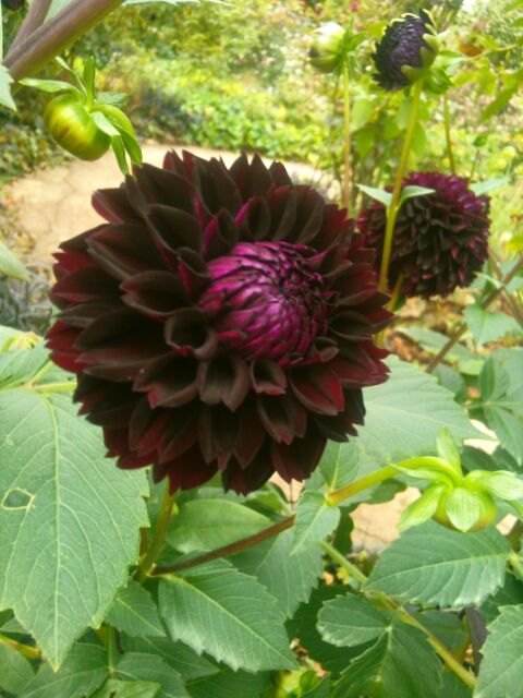 f:id:nonamed:20141104055008j:plain