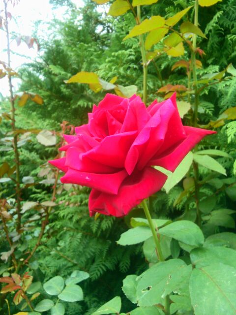 f:id:nonamed:20141104055103j:plain