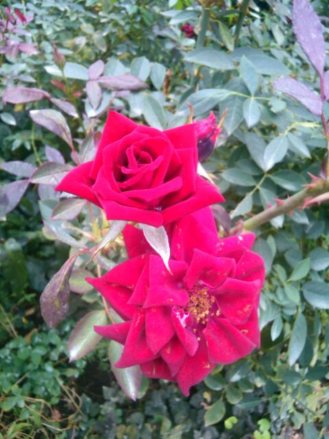 f:id:nonamed:20141104055522j:plain