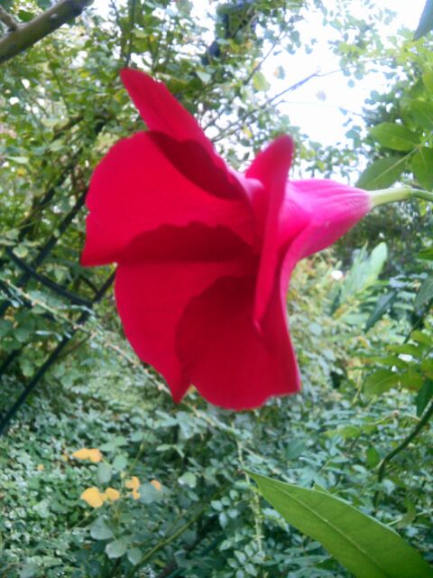 f:id:nonamed:20141104055601j:plain