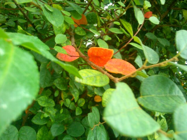 f:id:nonamed:20141104055618j:plain