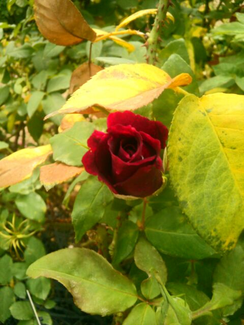 f:id:nonamed:20141104055717j:plain