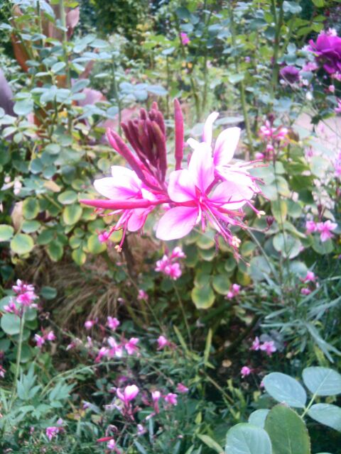 f:id:nonamed:20141104060536j:plain