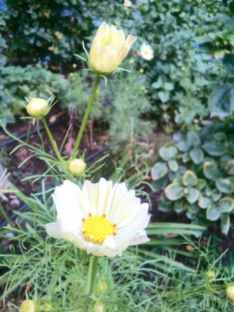 f:id:nonamed:20141104063856j:plain f:id:nonamed:20141104063856j:plain