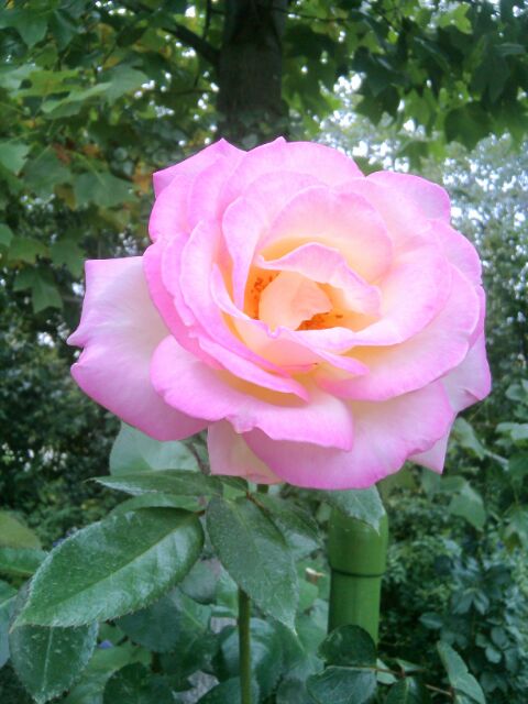 f:id:nonamed:20141104064016j:plain f:id:nonamed:20141104064016j:plain