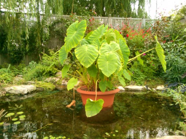 f:id:nonamed:20141104064059j:plain f:id:nonamed:20141104064059j:plain