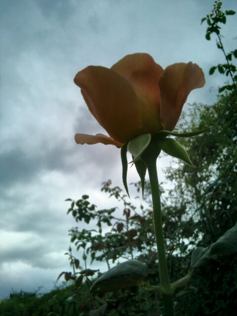 f:id:nonamed:20141104064219j:plain f:id:nonamed:20141104064219j:plain