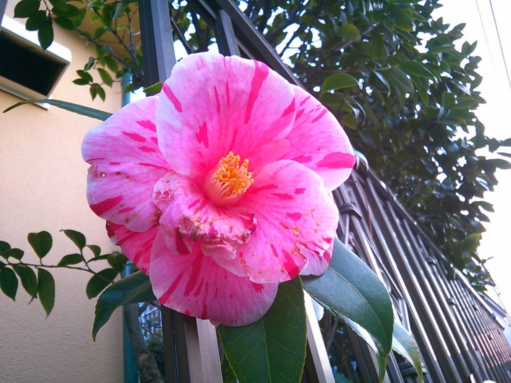 f:id:nonamed:20160227171847j:plain f:id:nonamed:20160227171847j:plain