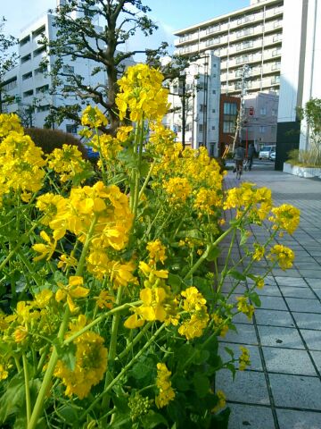 f:id:nonamed:20160309080640j:plain f:id:nonamed:20160309080640j:plain