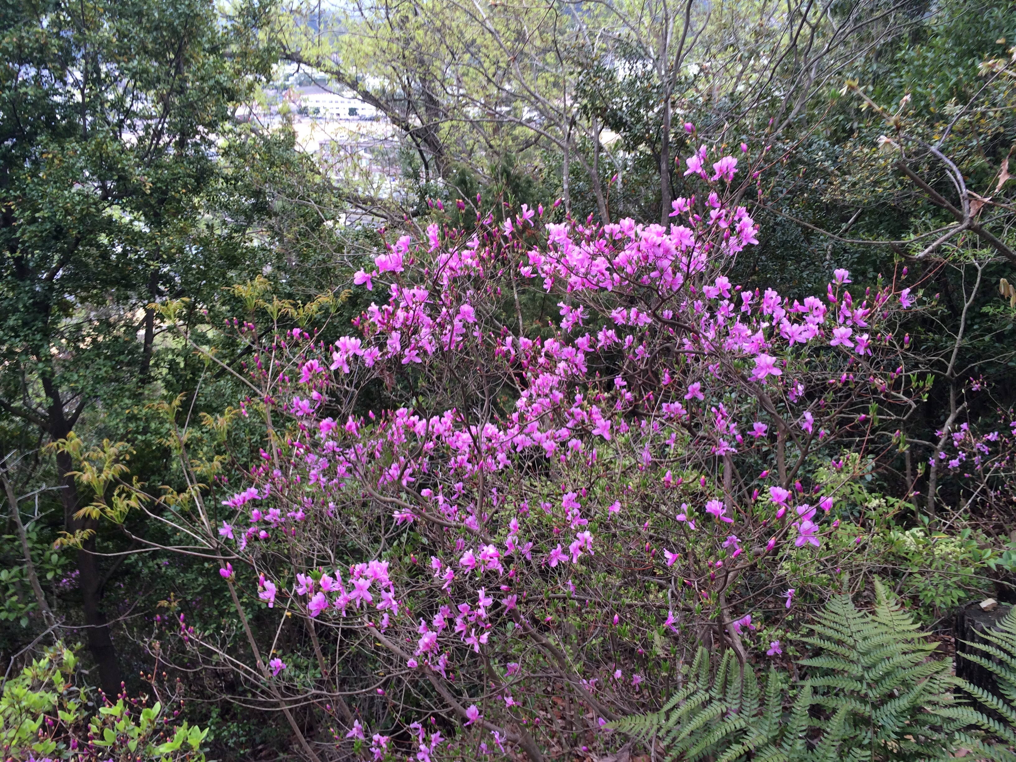 f:id:nonareeves24:20160404170603j:image f:id:nonareeves24:20160404170603j:image