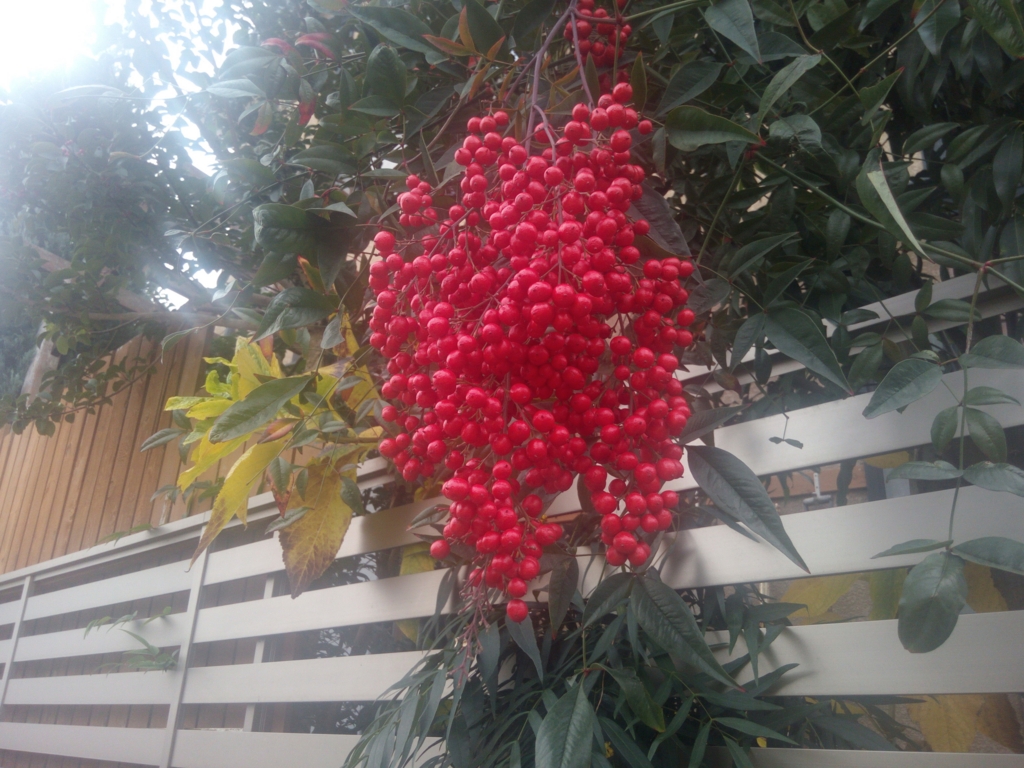 f:id:nonbirihappy:20160106170319j:plain