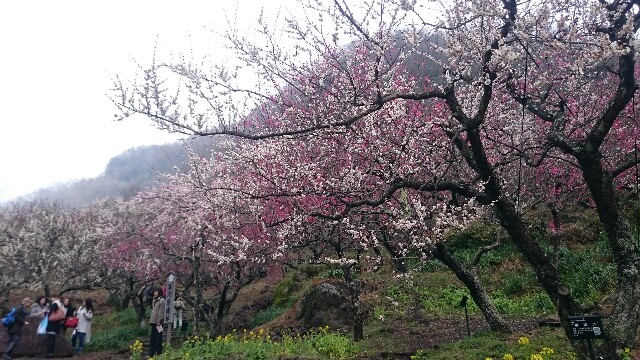 f:id:nononeka:20160308122505j:image f:id:nononeka:20160308122505j:image