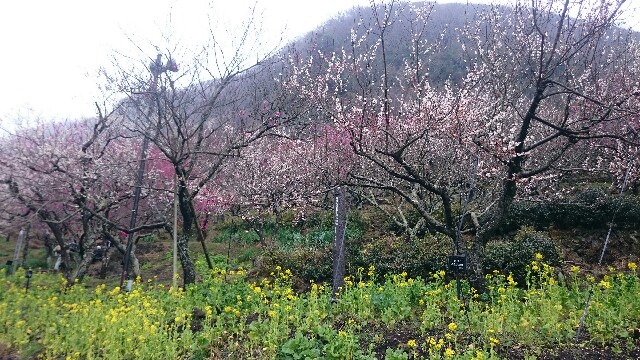 f:id:nononeka:20160308122527j:image f:id:nononeka:20160308122527j:image