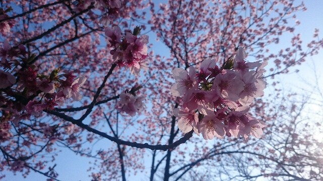 f:id:nononeka:20160402175556j:image f:id:nononeka:20160402175556j:image