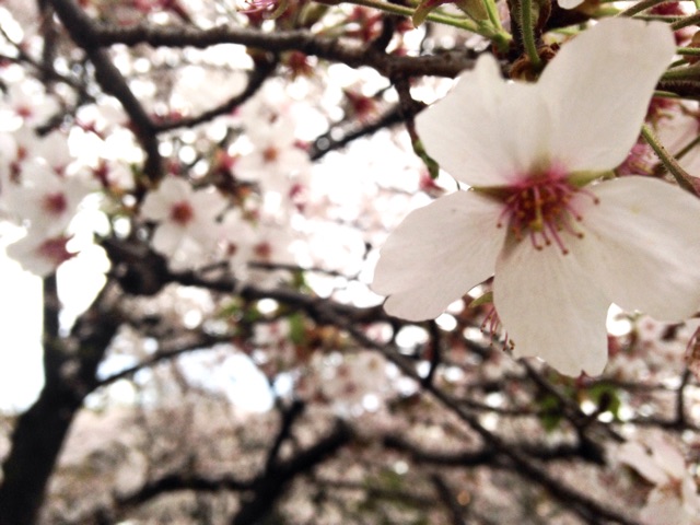 f:id:norimiw:20150404003224j:plain f:id:norimiw:20150404003224j:plain