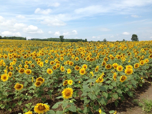 f:id:norio373:20140810175231j:plain f:id:norio373:20140810175231j:plain