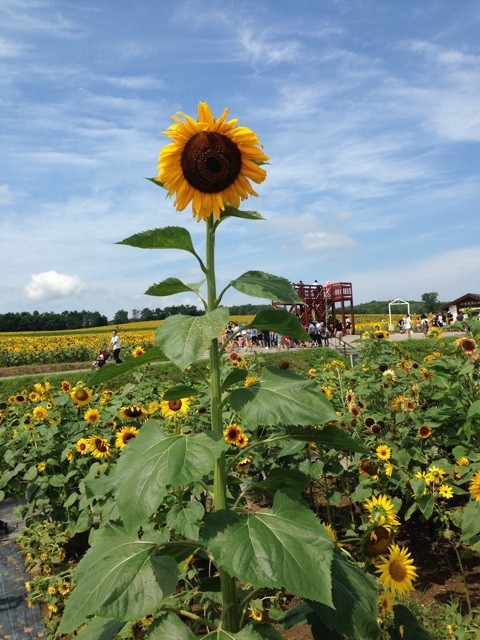 f:id:norio373:20140810175237j:plain f:id:norio373:20140810175237j:plain
