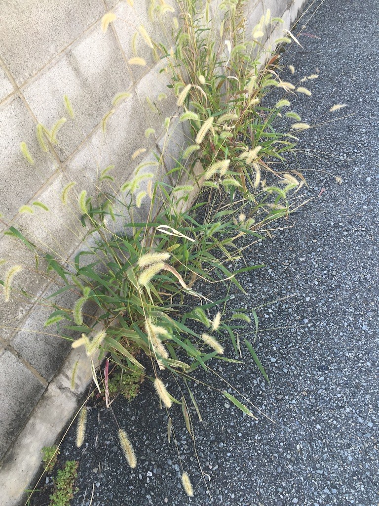 f:id:norio373:20151010140335j:image f:id:norio373:20151010140335j:image