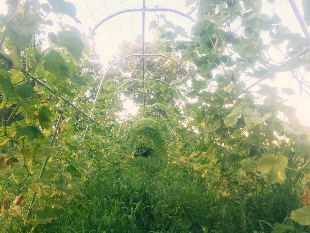 f:id:notefarm-kagoshima:20150730065524j:image f:id:notefarm-kagoshima:20150730065524j:image