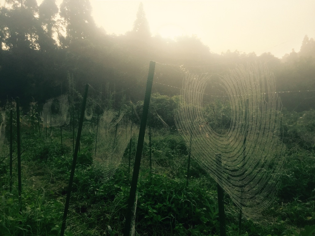 f:id:notefarm-kagoshima:20150801064447j:image f:id:notefarm-kagoshima:20150801064447j:image