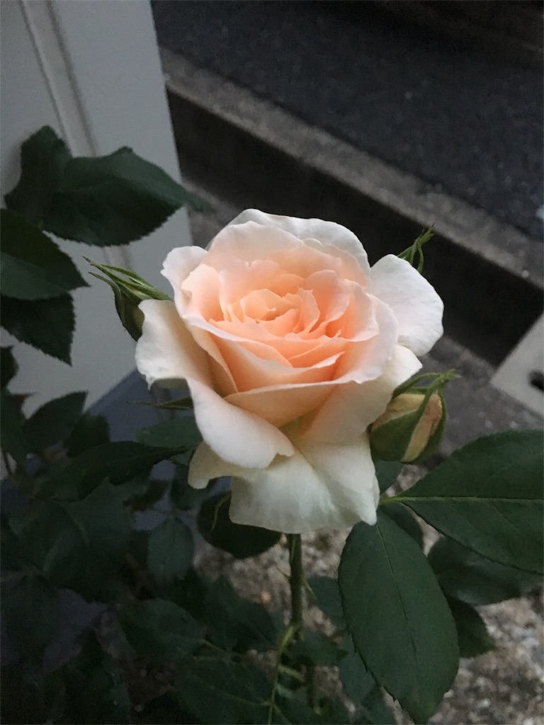 f:id:nov0625:20160516045736j:image f:id:nov0625:20160516045736j:image