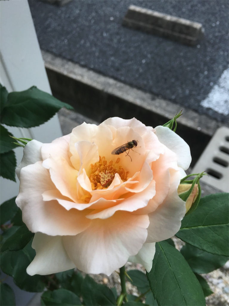 f:id:nov0625:20160516075339j:image f:id:nov0625:20160516075339j:image