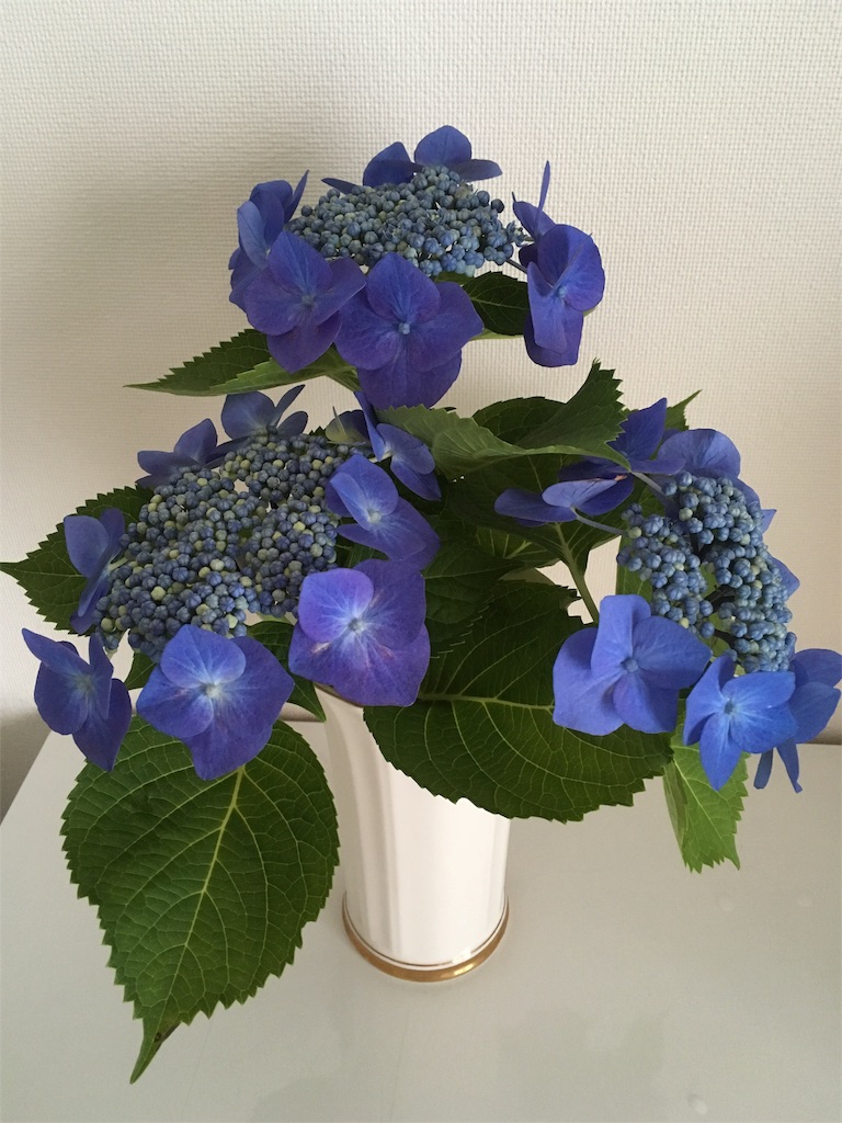 f:id:nuage_blanc:20160604074902j:image f:id:nuage_blanc:20160604074902j:image