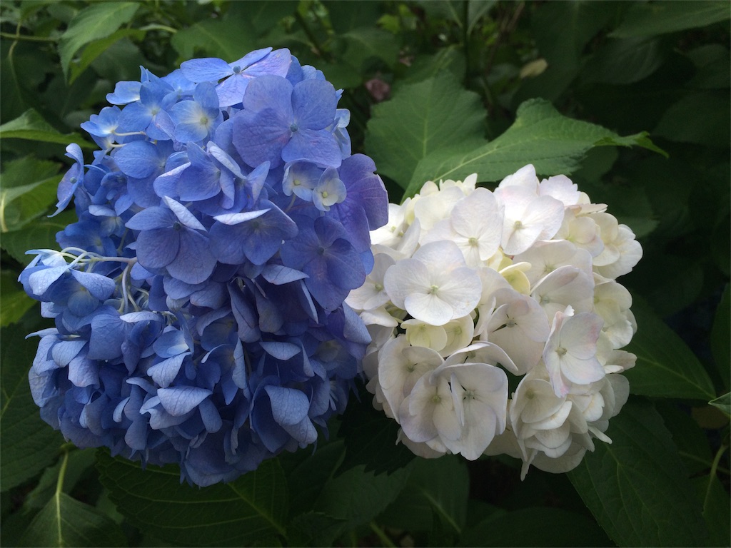 f:id:nuage_blanc:20160611193405j:image f:id:nuage_blanc:20160611193405j:image