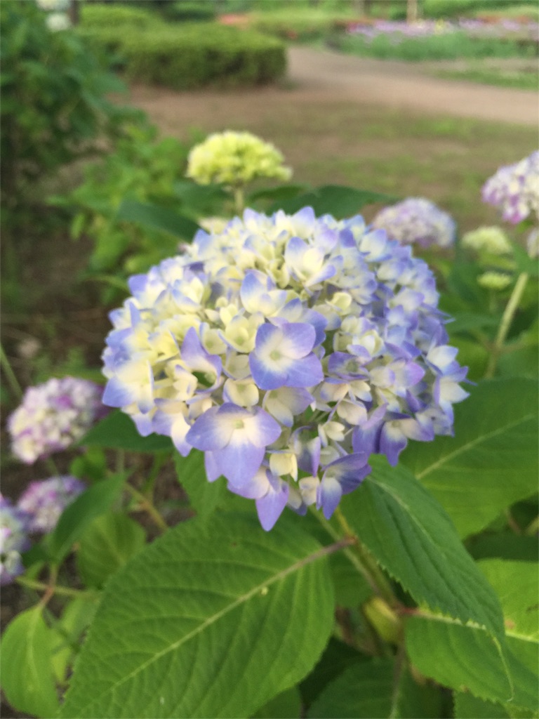 f:id:nukunukuhidamari:20160531142619j:image f:id:nukunukuhidamari:20160531142619j:image