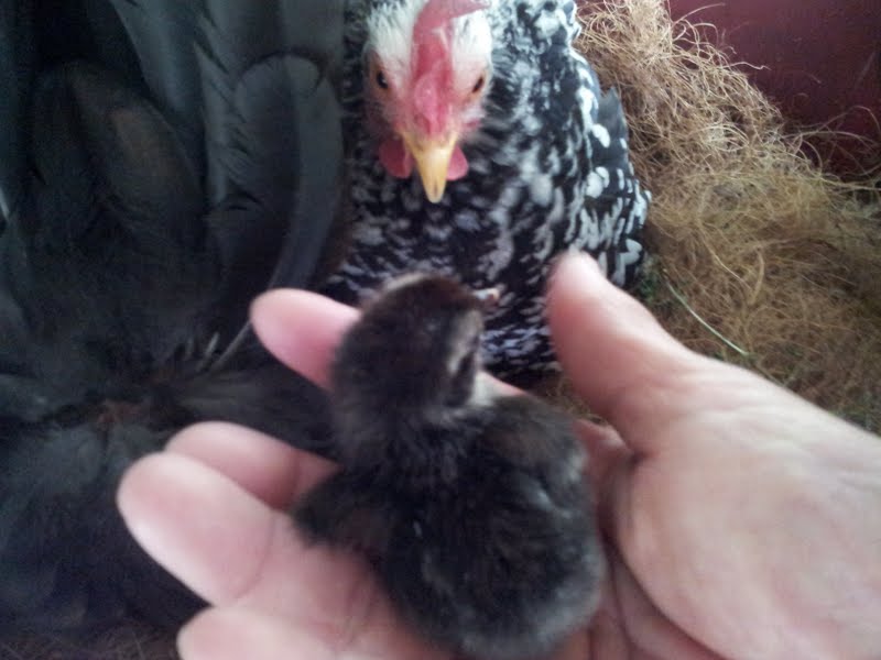 f:id:numamama:20120416233138j:image:w360:left f:id:numamama:20120416233138j:image:w360:left