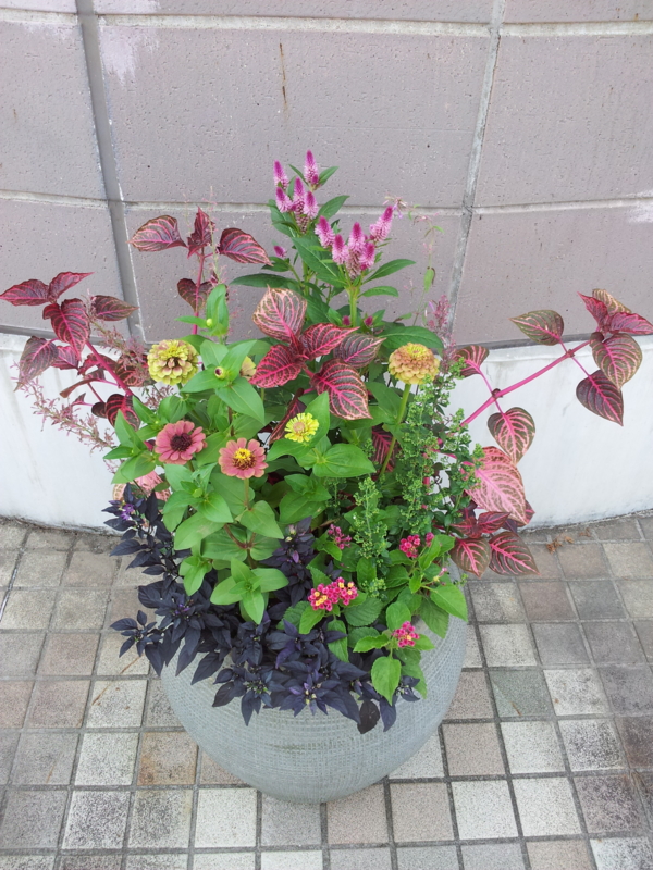 f:id:numamama:20120906164115j:image:w360:left f:id:numamama:20120906164115j:image:w360:left