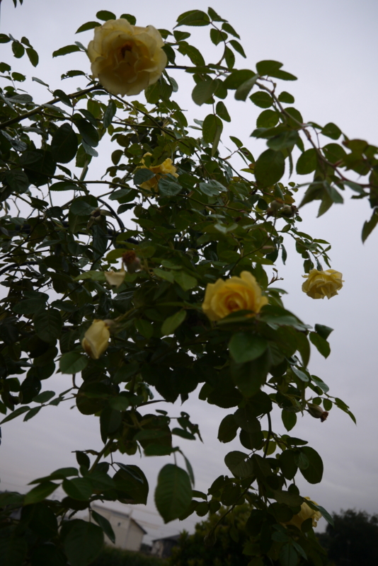 f:id:numamama:20141023225356j:plain f:id:numamama:20141023225356j:plain