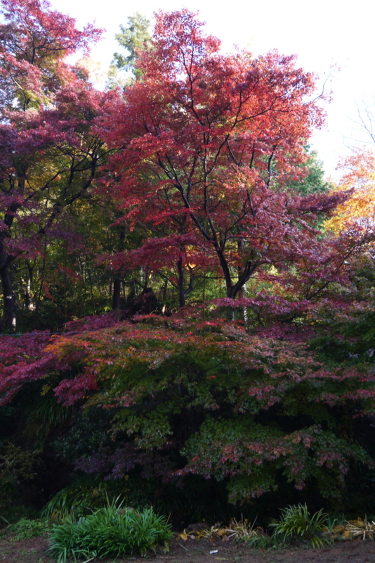 f:id:numamama:20141128214431j:plain f:id:numamama:20141128214431j:plain