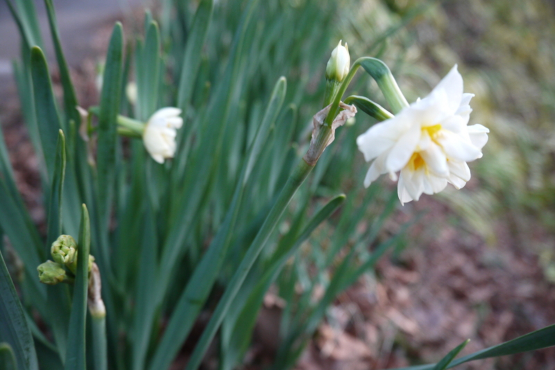 f:id:numamama:20150122154359j:plain f:id:numamama:20150122154359j:plain