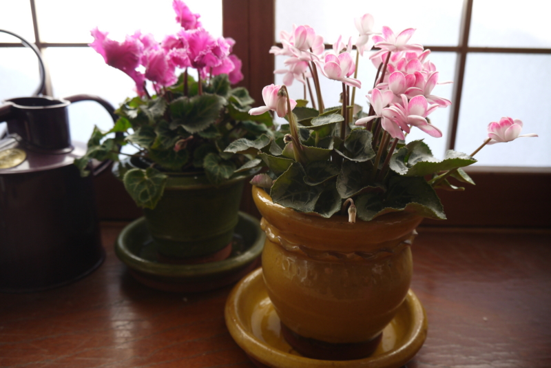 f:id:numamama:20150122154417j:plain f:id:numamama:20150122154417j:plain