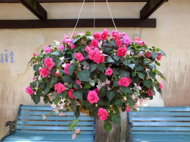 f:id:numamama:20150602101809j:plain f:id:numamama:20150602101809j:plain