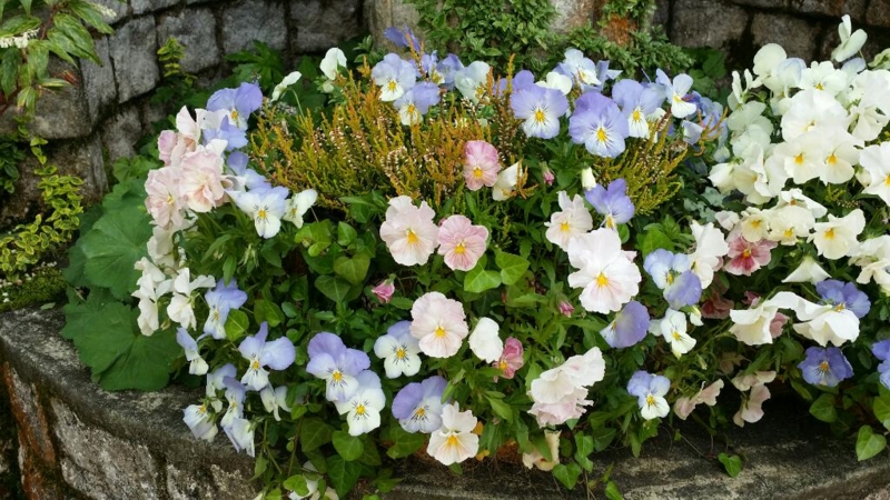 f:id:numamama:20150602102626j:plain f:id:numamama:20150602102626j:plain