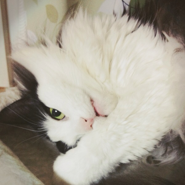 f:id:nvtomo:20130204225528j:plain f:id:nvtomo:20130204225528j:plain
